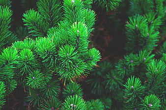 Close-up of vibrant green pine needles on a branch