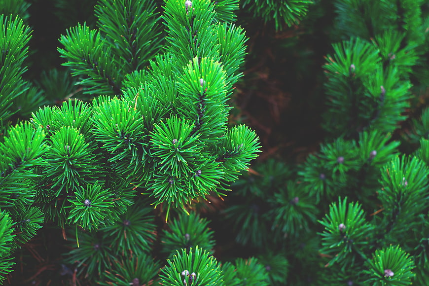 Close-up of vibrant green pine needles on a branch