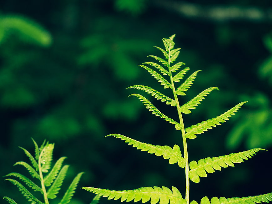 Close-up of vibrant green fern frond in forest