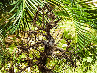 Dead dry branch with green palm leaves background