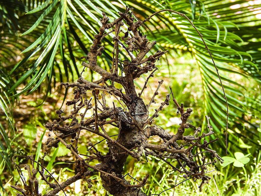 Dead dry branch with green palm leaves background