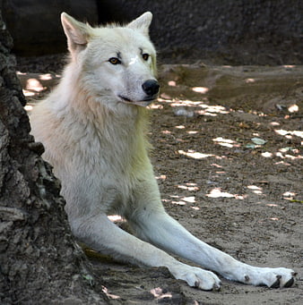 White Wolf Resting in Forest Shade