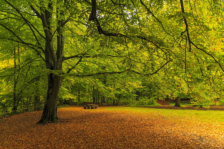 Golden autumn forest with fallen leaves and large tree