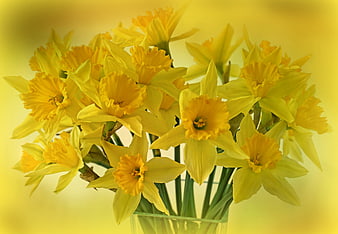 Yellow Daffodil Bouquet In Glass Vase Against Soft Yellow Background