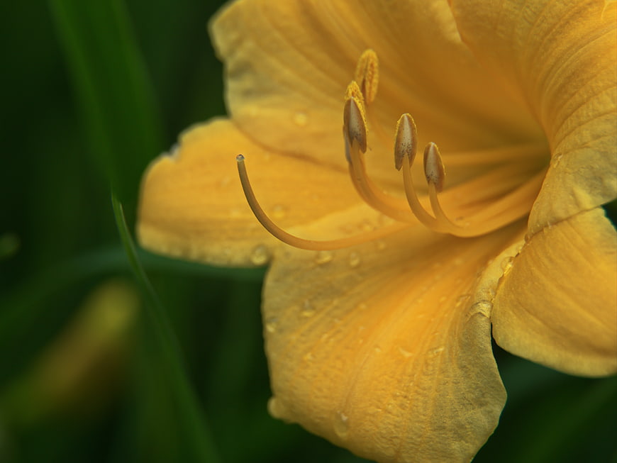 Close-up of Yellow Daylily with Water Droplets