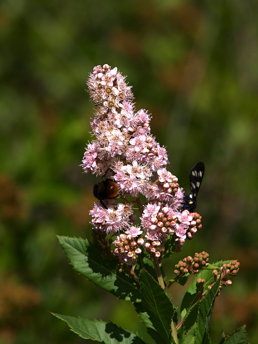 Bumblebee and Moth on Pink Spirea Flowers