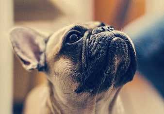Close-up portrait of a French Bulldog looking upward with a soft, warm background