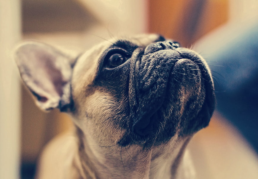 Close-up portrait of a French Bulldog looking upward with a soft, warm background