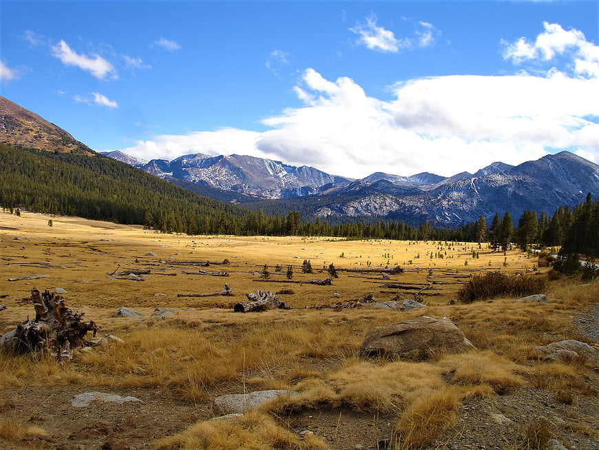 Golden Alpine Meadow with Snow-Capped Mountain Range