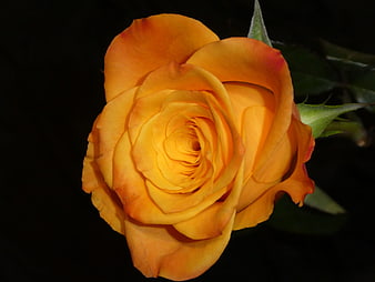 Close-up of a vibrant orange rose against a black background