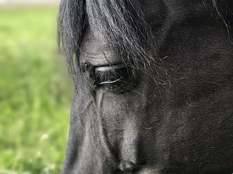 Close-up of a black horse's eye with green background