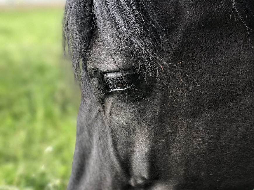 Close-up of a black horse's eye with green background