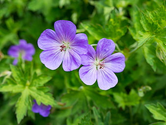 Close-up of purple geranium flowers with green leaves