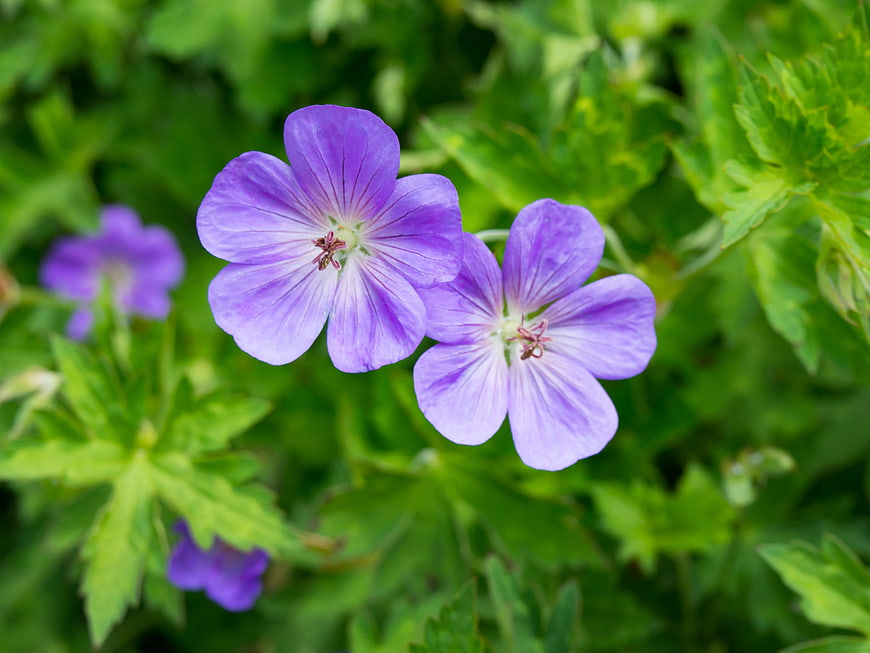 Close-up of purple geranium flowers with green leaves