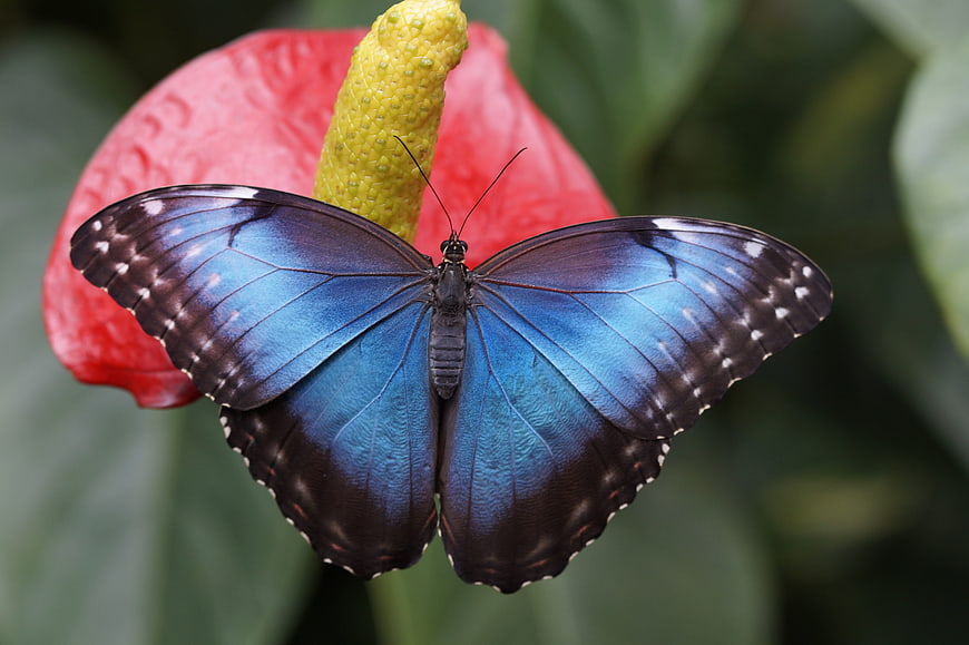 Blue Morpho Butterfly on Red Anthurium Flower