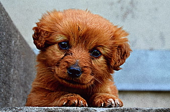 Cute fluffy brown puppy with big eyes resting on concrete