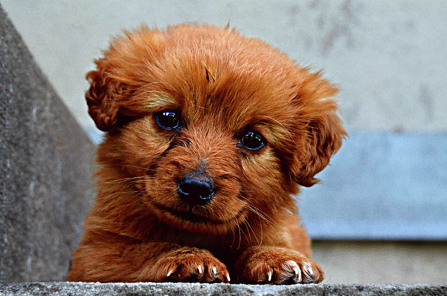 Cute fluffy brown puppy with big eyes resting on concrete