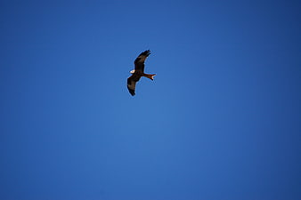 Red Kite Soaring in Clear Blue Sky