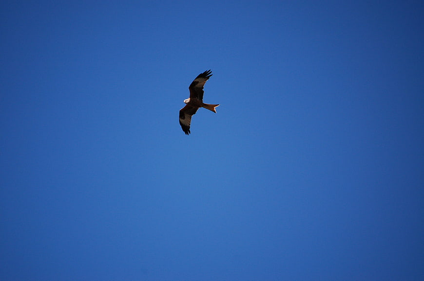Red Kite Soaring in Clear Blue Sky