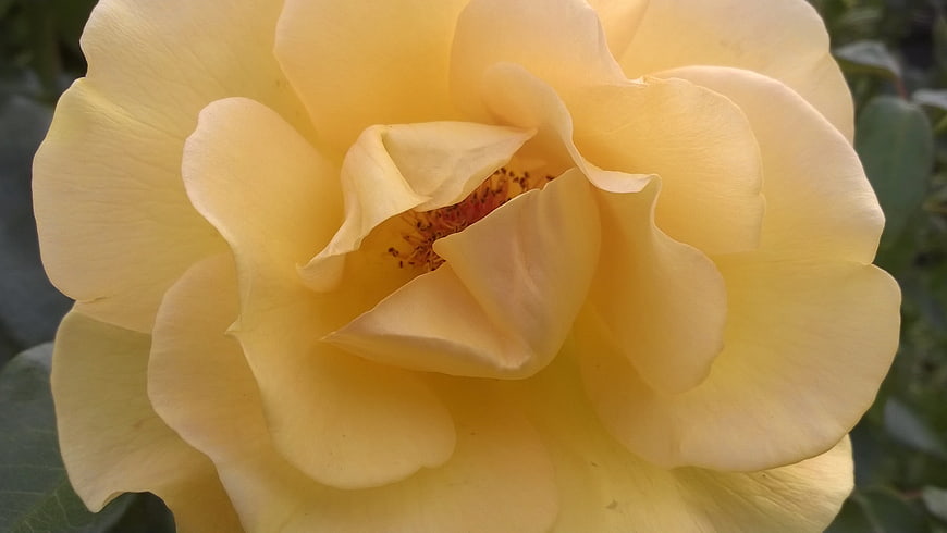 Close-up of a blooming yellow rose with soft petals