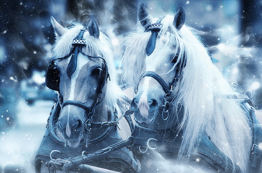 Two white horses in harness during a snowy winter scene