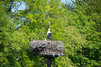 White Stork and Chick in Nest on Wooden Platform