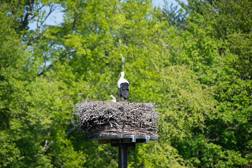 White Stork and Chick in Nest on Wooden Platform
