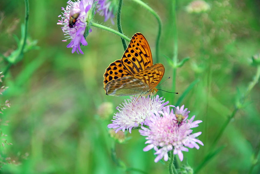 Orange Fritillary Butterfly on Purple Scabious Flower