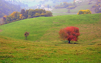 Vibrant red autumn tree on rolling green hillside landscape