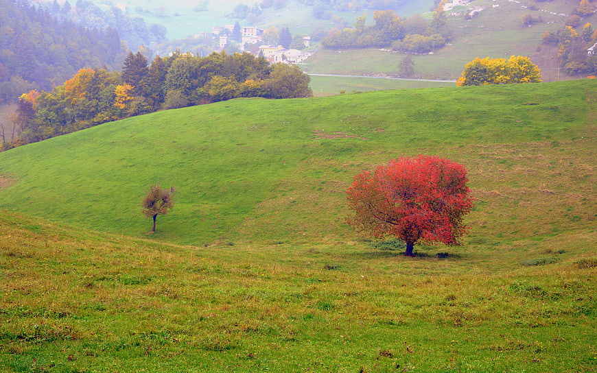 Vibrant red autumn tree on rolling green hillside landscape