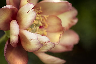Close-up of a soft pink and yellow peony flower bloom