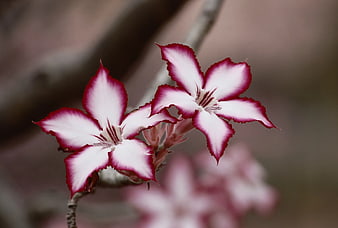 Close-up of White and Red Desert Rose Flowers
