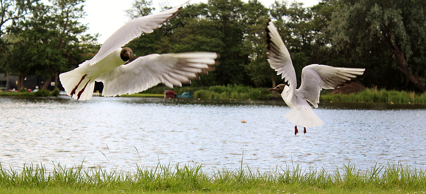 Two seagulls in flight over a lake with green trees