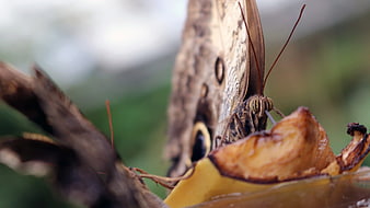 Close-up of Brown Owl Butterfly Feeding on Fruit