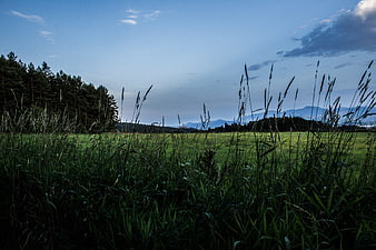Grassy meadow with forest and mountains before rain