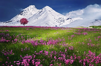 Vibrant Pink Wildflowers in Meadow with Snowy Mountain