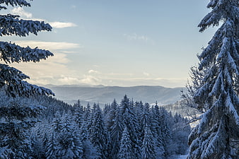 Snowy Winter Forest Landscape with Distant Mountains