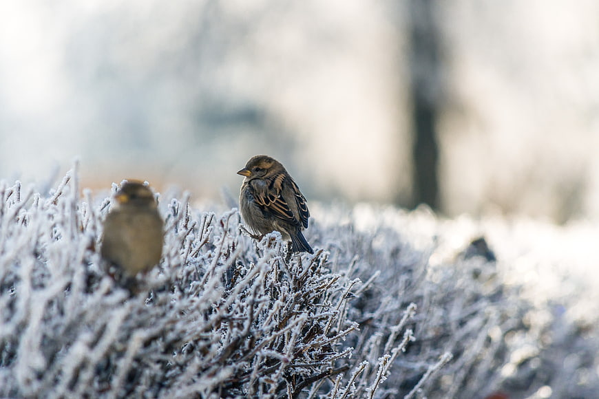 Two sparrows perched on frost-covered branches in winter