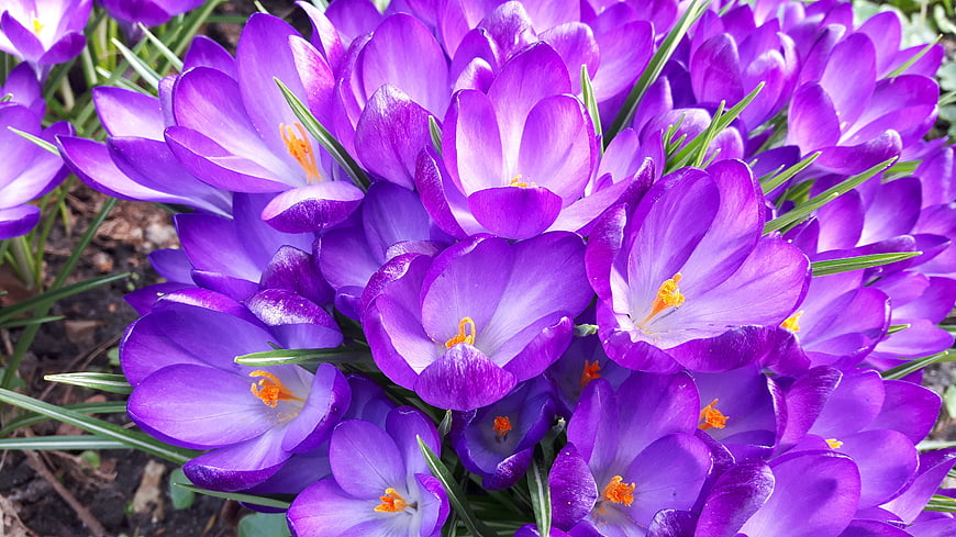 Vibrant Purple Crocus Flowers Blooming in Spring Garden