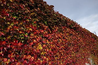 Vibrant autumn ivy leaves covering a stone wall