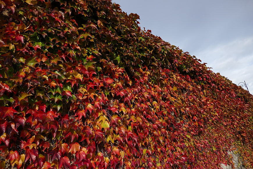 Vibrant autumn ivy leaves covering a stone wall
