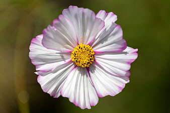Close-up of a white and pink cosmos flower with yellow center