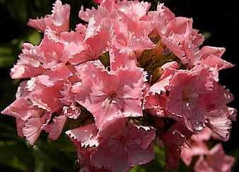 Close-up of pink phlox flowers with water droplets