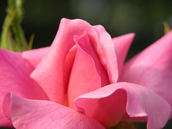 Close-up of a vibrant pink rose with soft petals