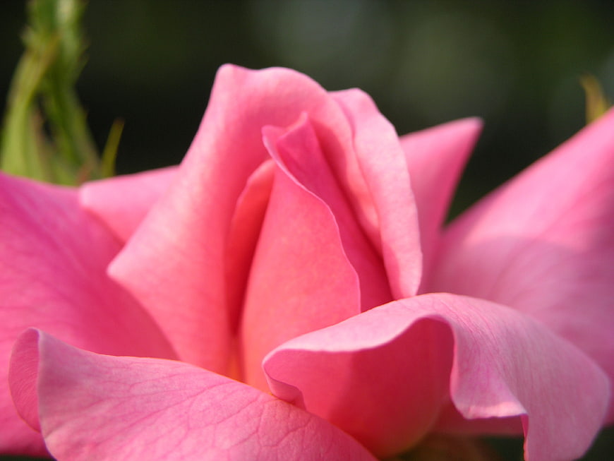 Close-up of a vibrant pink rose with soft petals