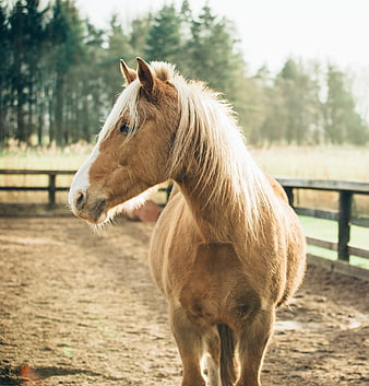 Palomino Pony Standing in Sandy Paddock with Forest Background