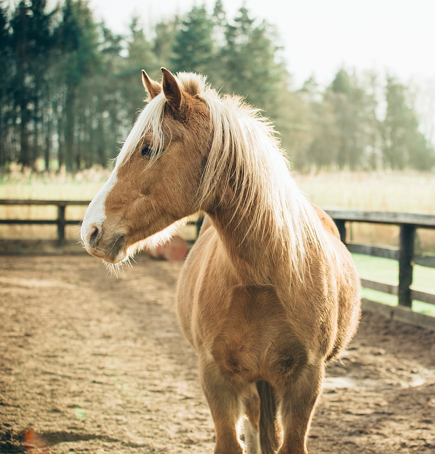 Palomino Pony Standing in Sandy Paddock with Forest Background