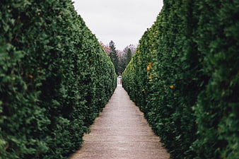 Symmetrical Garden Pathway with Tall Green Hedges