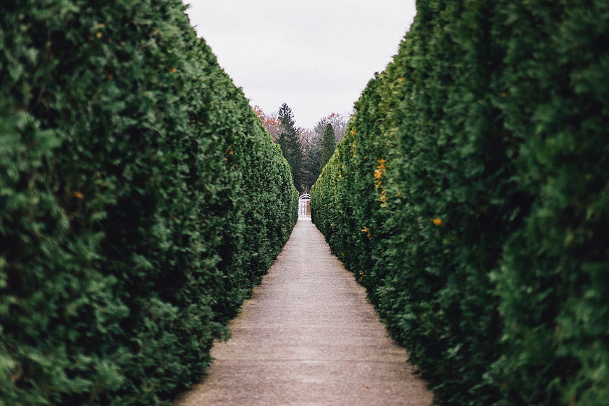 Symmetrical Garden Pathway with Tall Green Hedges