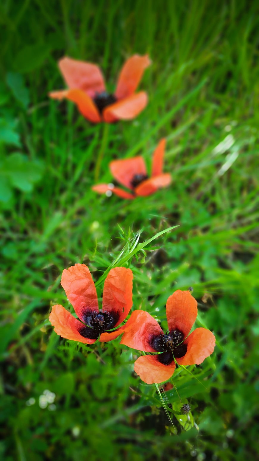 Red Oriental Poppies Blooming in Green Meadow